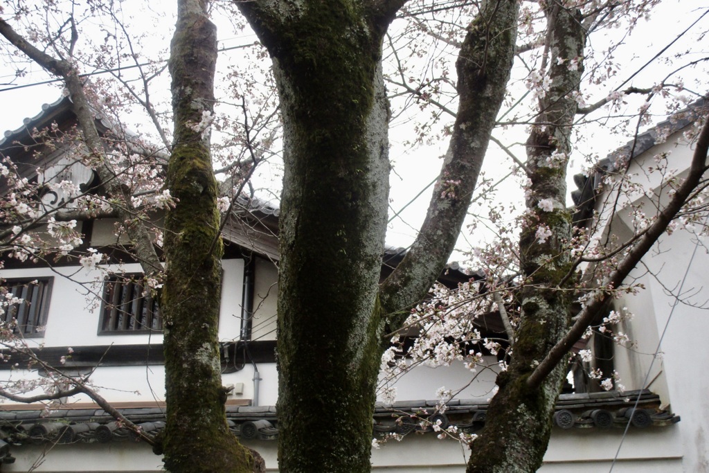 20190331左京区05