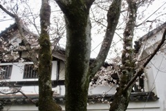 20190331左京区05