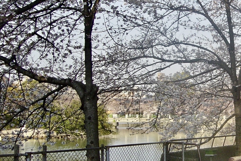 20050405大阪市住吉区03