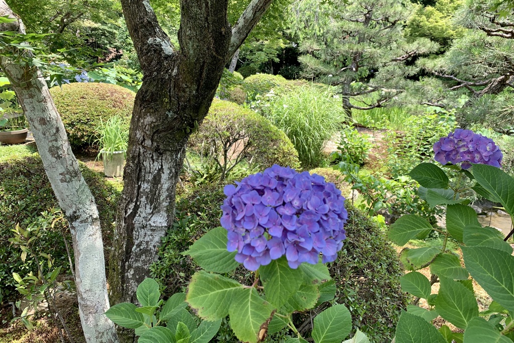 20190620右京区06