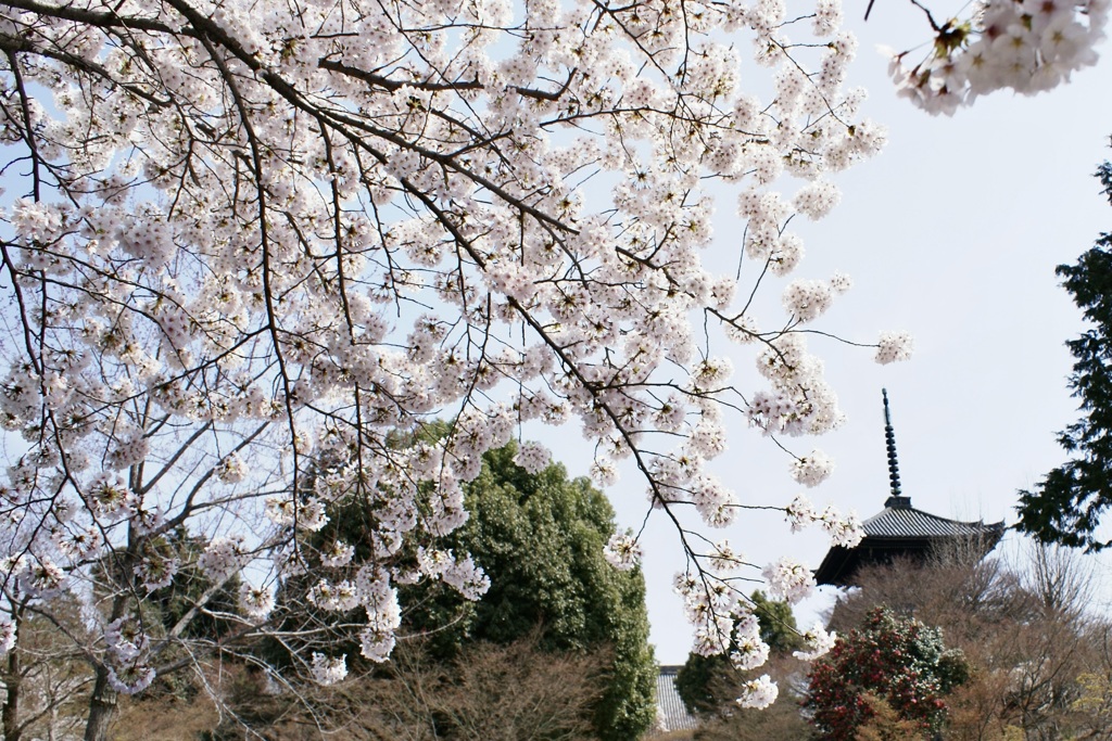 20080406左京区06
