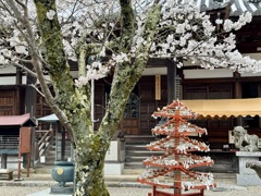 20240404木津川市21