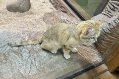 20250704那須町10