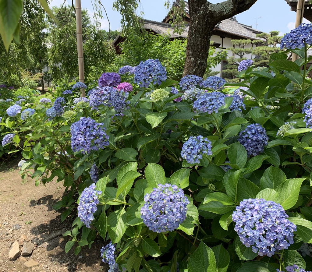 20190620右京区05