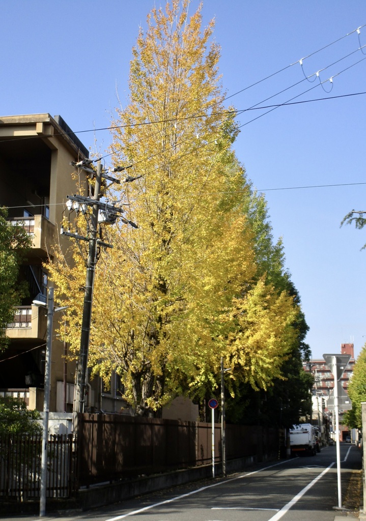 20181108中京区04