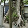 20090503太宰府市06