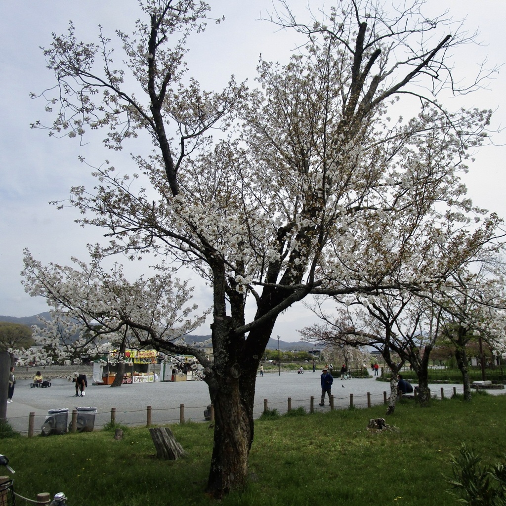 20190417右京区05