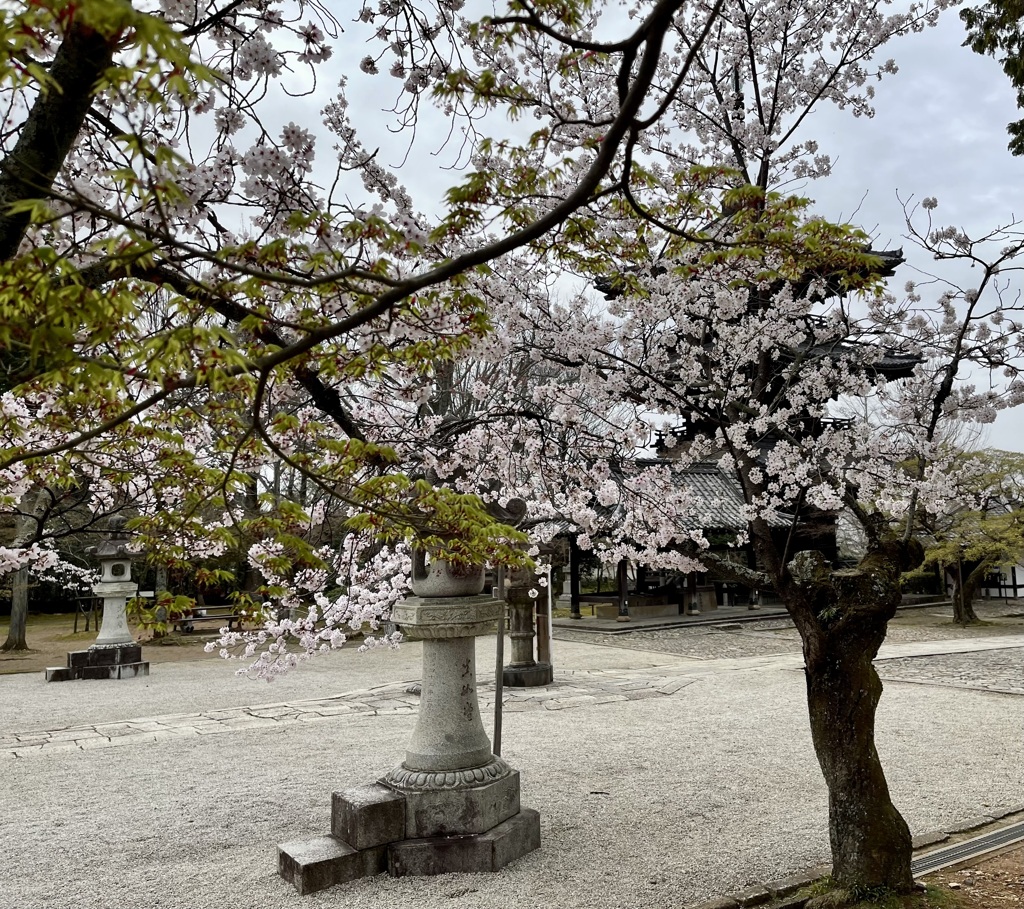 20230325左京区15