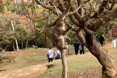 20191119西京区10