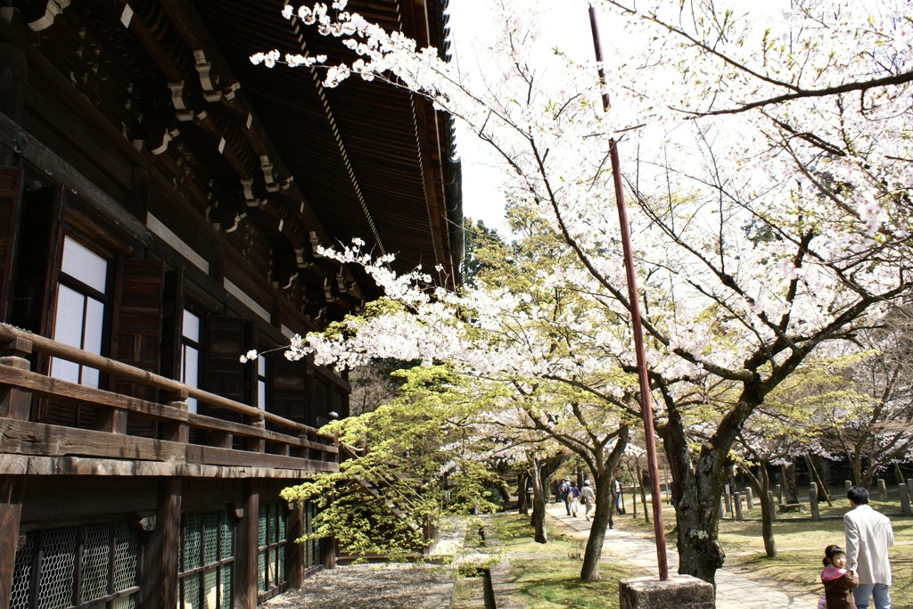 20080406左京区10