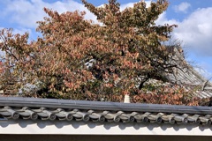20191110上京区01
