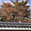 20191110上京区01