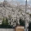 20250404右京区x01