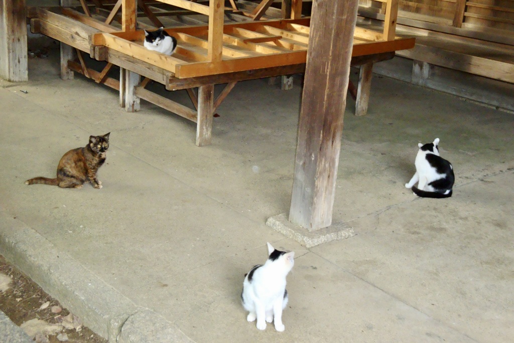 20091010左京区10