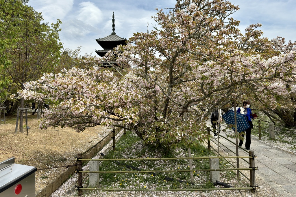 20240415右京区22