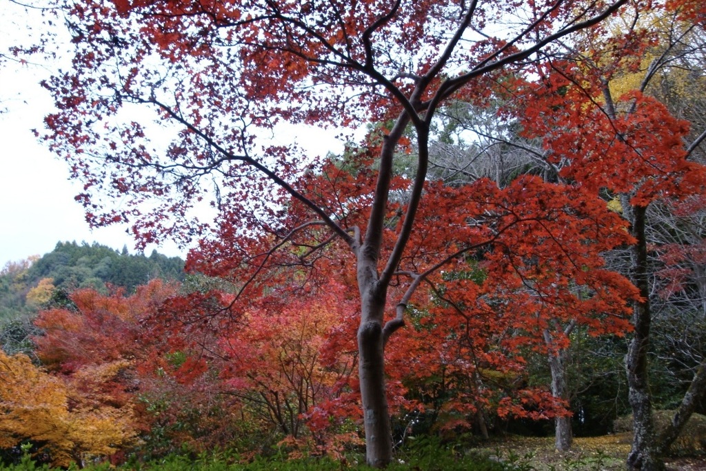 20091128河内長野市07