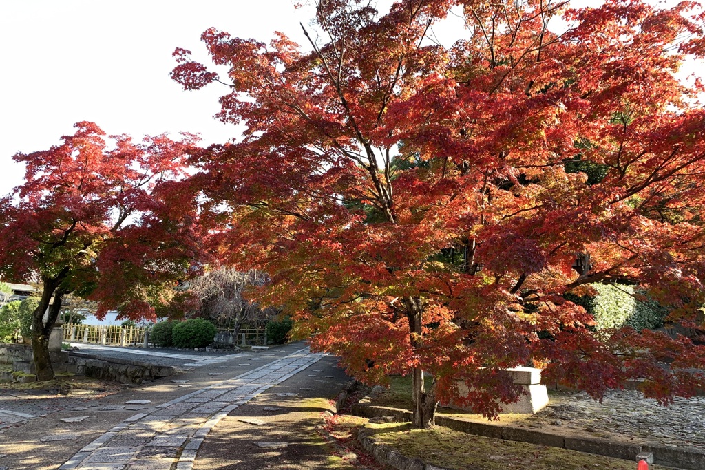 20201118左京区02