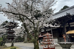 20240404木津川市11