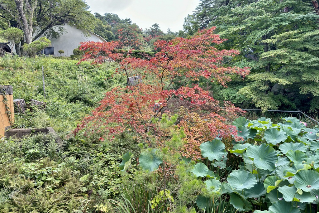 20240912遠野市06