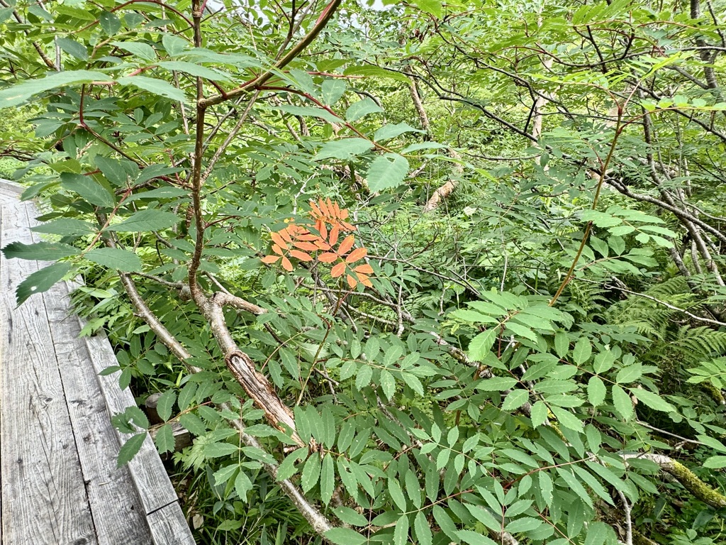 20240809小谷村30