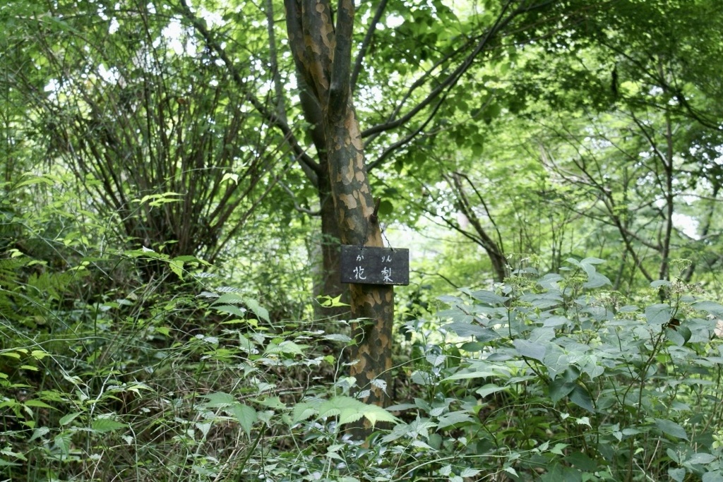 20070919左京区12