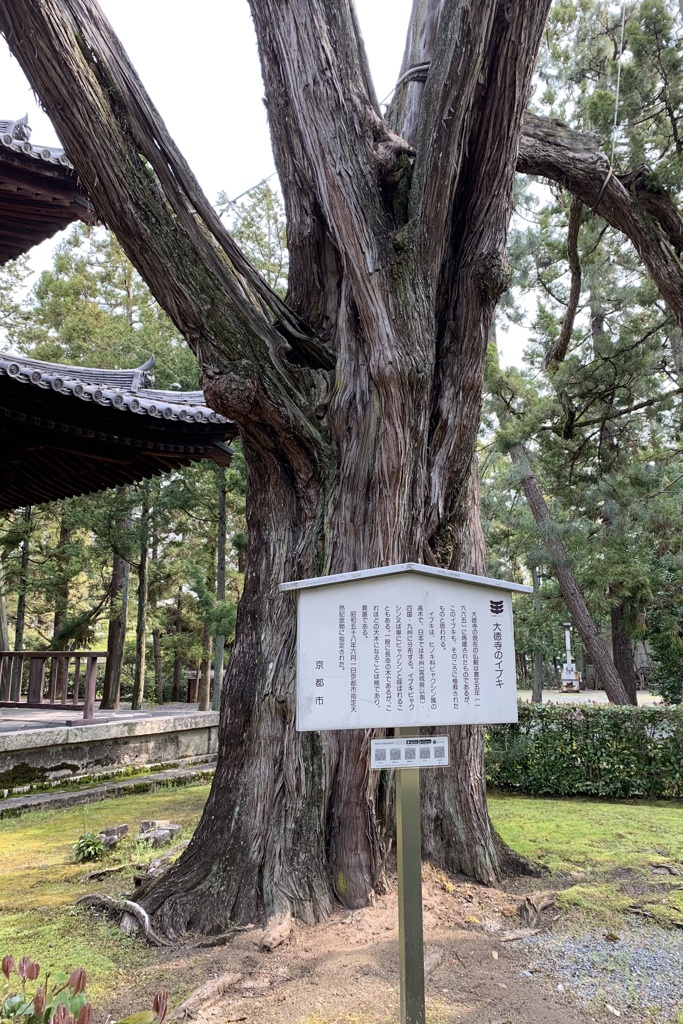 20200403京都市北区17
