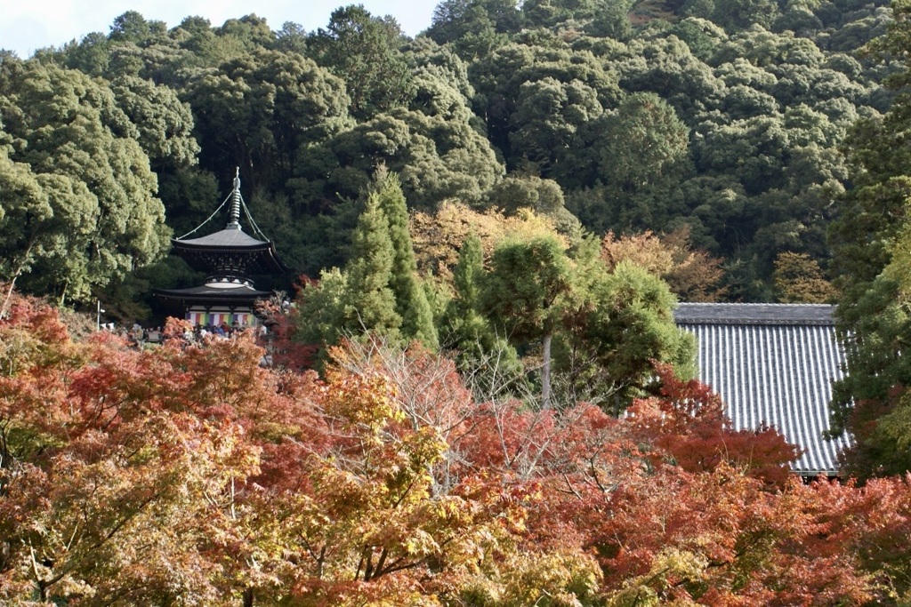 20071123左京区16