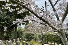 20230325左京区24