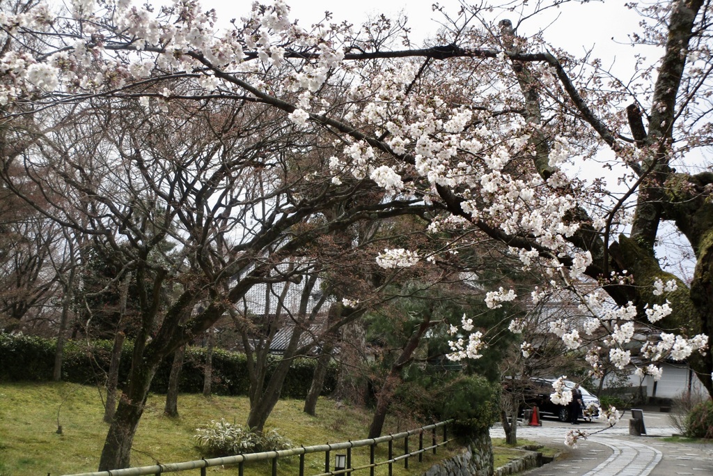 20190331左京区09