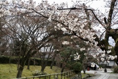 20190331左京区09
