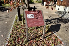 20241204松山市c31