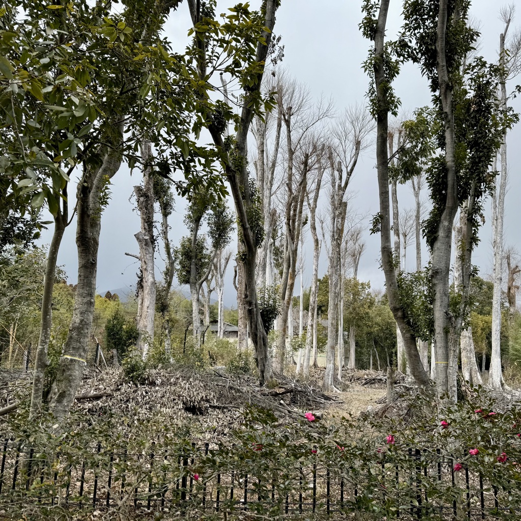 20240210右京区32
