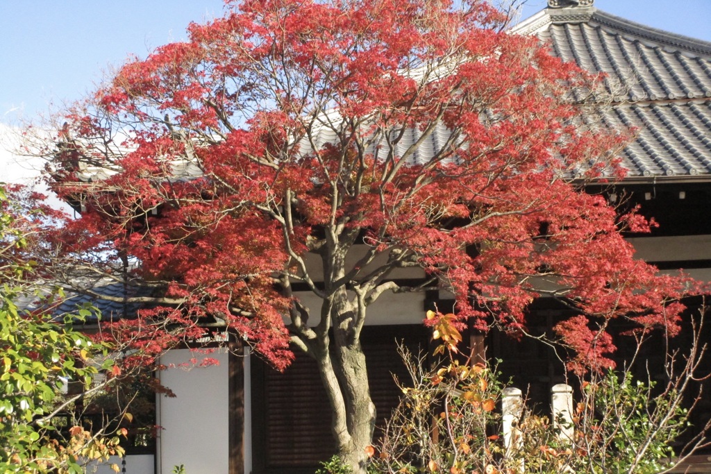 20181124左京区31