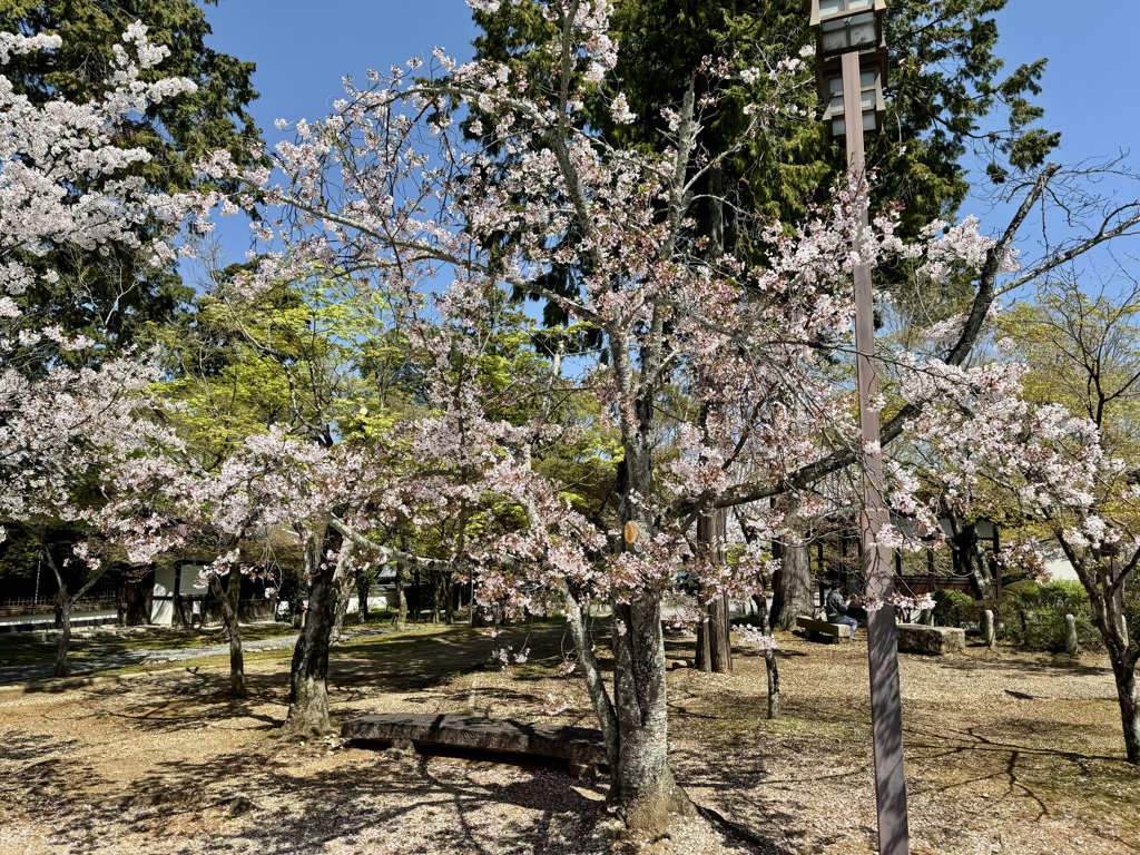 20240410左京区06