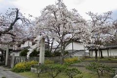 20190331左京区01