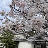20230325左京区10