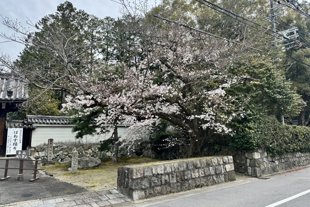 20240402山科区01