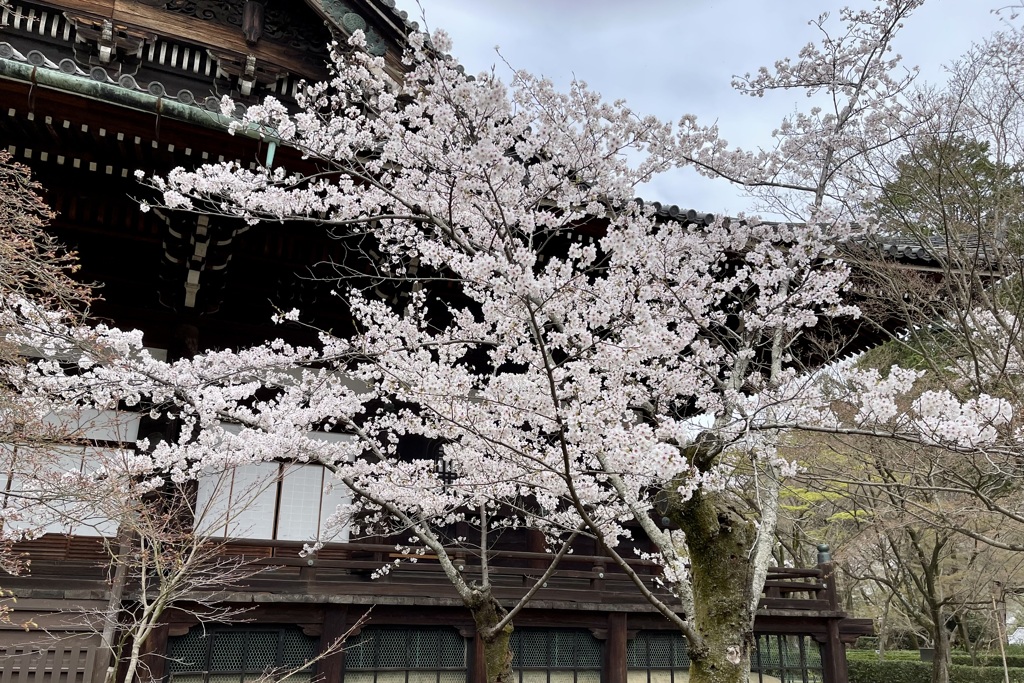 20230325左京区17