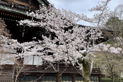 20230325左京区17
