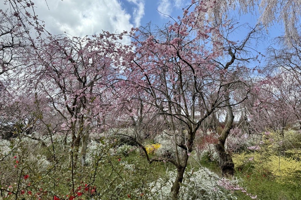 20250404京都市北区18