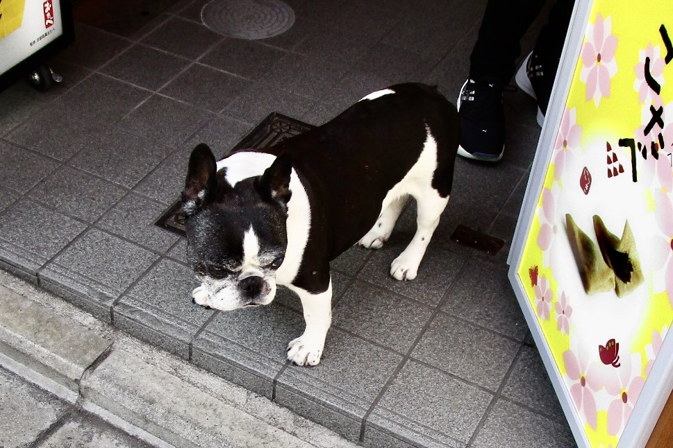 20190418東山区08