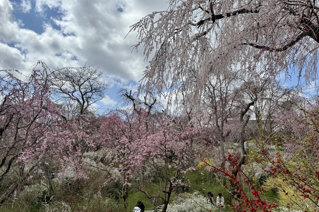 20250404京都市北区11