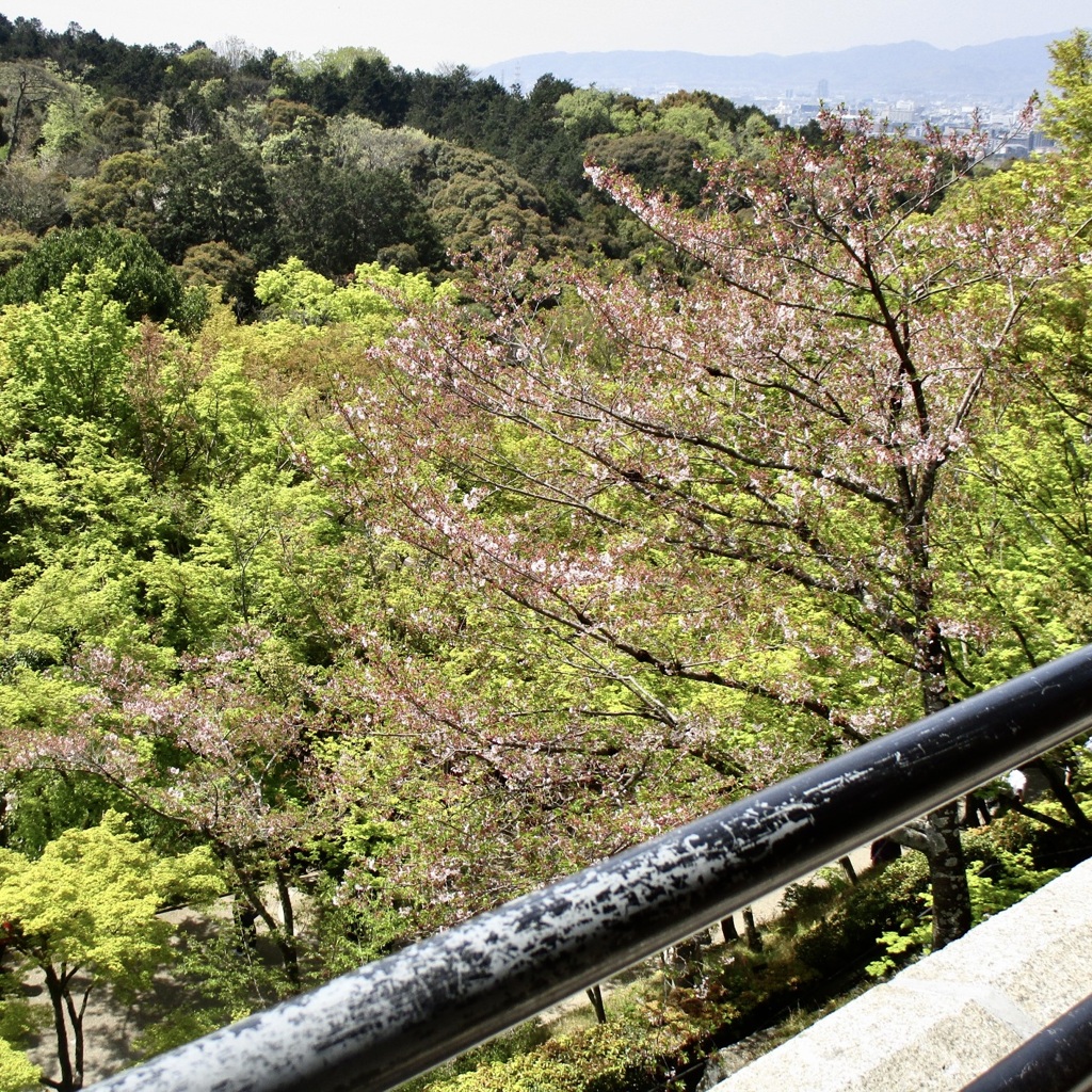 20190418東山区05