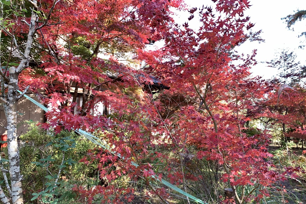 20201113成田市02