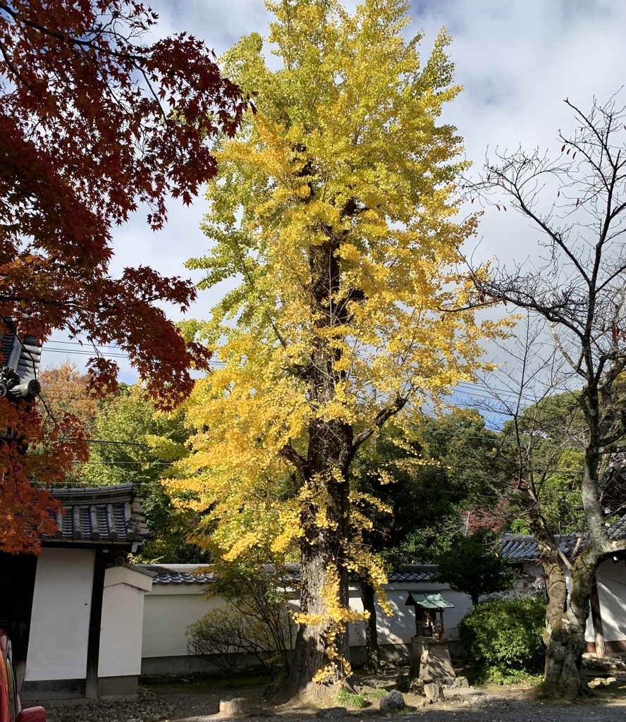 20191121上京区04