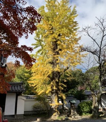 20191121上京区04