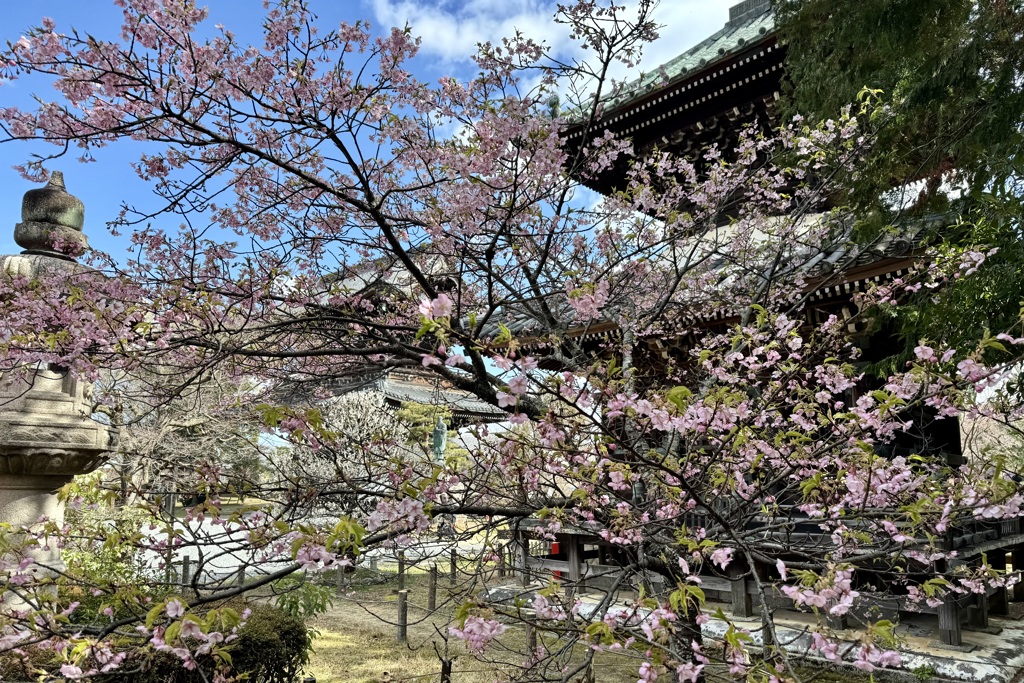 20240310右京区05