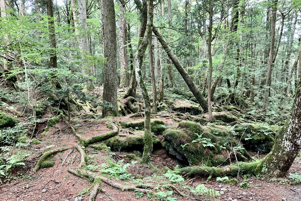 20190722富士河口湖町32