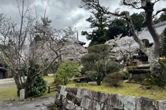 20240404木津川市07