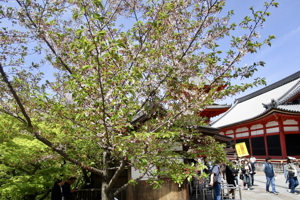 20190418東山区06